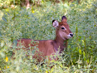 Young waterbuck