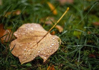 Tautropfen auf einem Blatt am Boden im Herbst