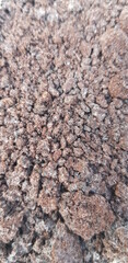Closeup of rotten coffee