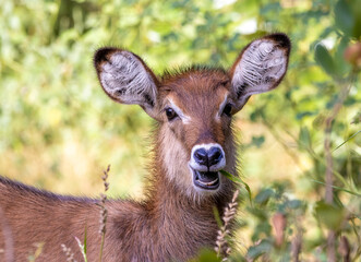 Young waterbuck