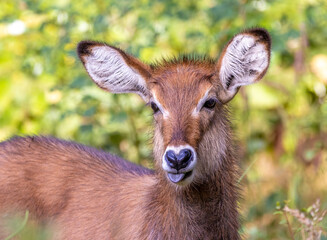 Young waterbuck