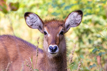 Young waterbuck