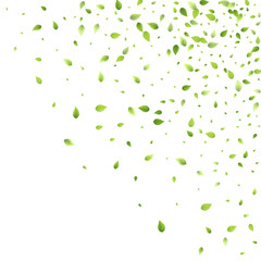 Leaves Green Falling Flying Foliage Leaf Tea Mint