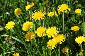 A field of yellow dandelions in the green grass in summer season
