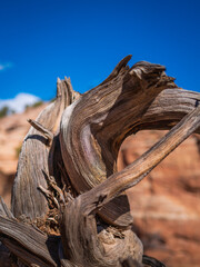 Deadwood textures on the red rock formation at the Church Rock Trails in Red Rock Park in Gallup, McKinley County, New Mexico, USA