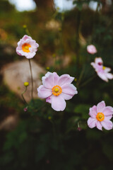 Fototapeta premium Japanese anemone in garden