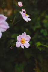 pink and white flower