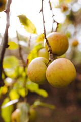 apples on a branch