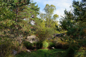 Fototapeta na wymiar Dried up deer pond in Apremont gorges. Fontainebleau forest