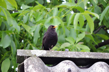 A portrait of a singing male Eurasian blackbird standing on one leg on a roof made of asbestos-cement sheets, green walnut tree leaves in the background