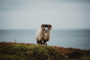 sheep on the hill close to the sea 
