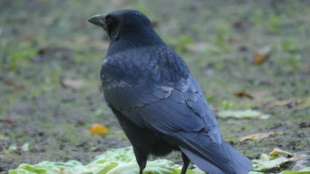 Close up of raven crow standing on the ground and looking around on a sunny day.