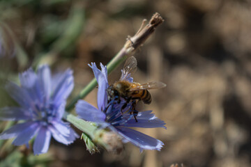 bee on a blue flower