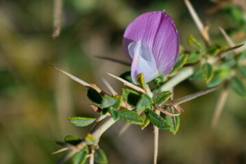 butterfly on a pink flower