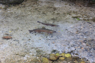 清流の中のニジマス