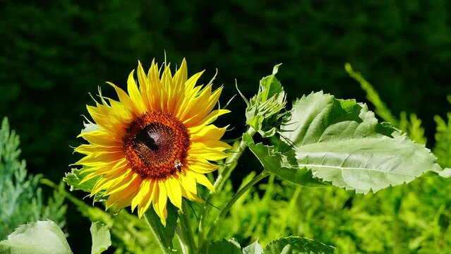 bittern sitting on a sunflower and collecting pollen, sunflower in the midday sunshine