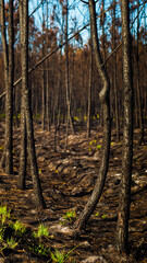 Forêt des Landes de Gascogne ravagée après les incendies de l'été 2022, dans les environs de Landiras, en Gironde