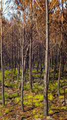 Forêt des Landes de Gascogne ravagée après les incendies de l'été 2022, dans les environs de Landiras, en Gironde