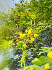 Beautiful Natural Yellow Acacia Dealbata Flowers In The Trees