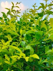 Beautiful Green Leaf With Blue Sky Wallpaper