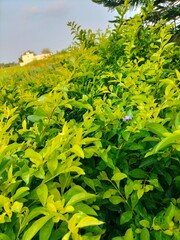 Amazing Green Plant Leaf Background Wallpaper © Atul