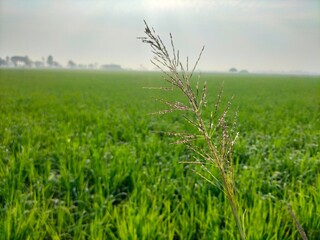 Green Rice Field Macro Photography