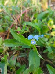 Beautiful Small Blue Flower Macro Photography