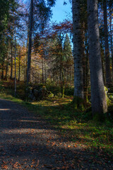 Naklejka premium Sonnenstrahlen beleuchten die farbigen Blätter der herbstlichen Laubbäume im dunklen Wald. Farbige Buche im Märchenwald im Bregenzerwald, Vorarlberg. Der Herbst zeigt alle Farben!