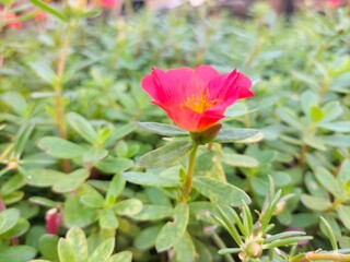 Beautiful Red Common Purslane Flower Closeup Wallpaper