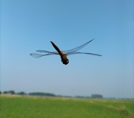 Beautiful Dragonfly Flying Closeup Wallpaper