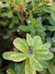 Housefly Sitting On Purslane Plant