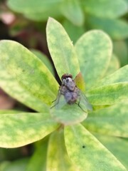 Housefly Sitting On The Purslane Leaves, Insect Macro Photography