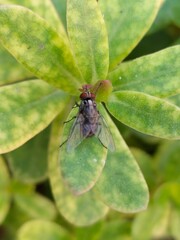 Housefly Resting On The Green Leaf