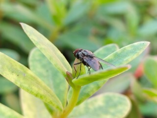 Housefly Sitting On The Plant