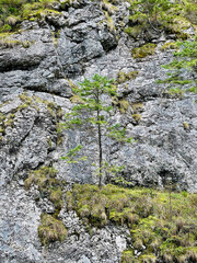 drzewo rosnące na skale