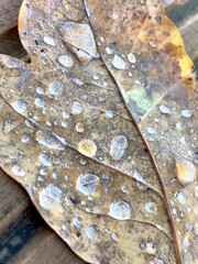 Krople wody na jesiennym liściu dębowym o widocznej strukturze