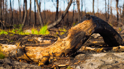 Obraz premium Forêt des Landes de Gascogne, ravagée après les incendies de l'été 2022, à proximité de Landiras