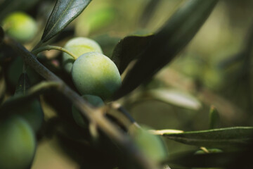 Close up shot of olives on branch and a blue sky background.