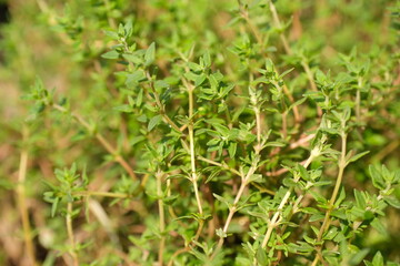 Selective focus organic thyme growing sunlight in the outdoor garden.