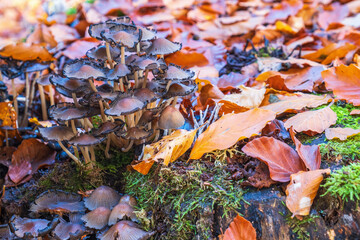 Mushroom growing on a tree stump