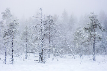 Bog with frozen trees in the misty wilderness