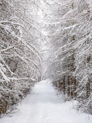 Idyllic snowy Larch forest with a nature path