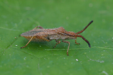 Close up of a squash bug , Coriomeris denticulatus on a green leaf
