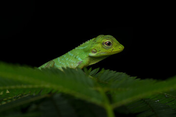 lizard on a leaf, green lizard