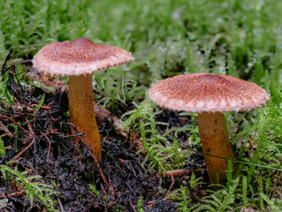 Bärtiger Ritterling (TRICHOLOMA VACCINUM)