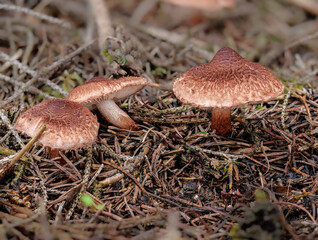 Bärtiger Ritterling (TRICHOLOMA VACCINUM)
