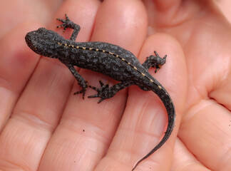 Bergmolch (Ichthyosaura alpestris) in Landtracht auf Hand