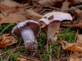 Bocksdickfuss (CORTINARIUS CAMPHORATUS)