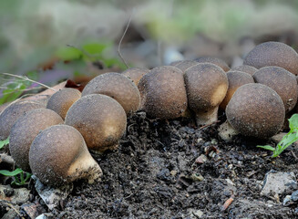Brauner Bovist (LYCOPERDON UMBRINUM)