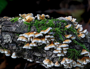 Buchenadernzähling (PLICATUROPSIS CRISPA)